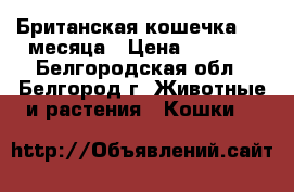 Британская кошечка 1,5 месяца › Цена ­ 1 000 - Белгородская обл., Белгород г. Животные и растения » Кошки   